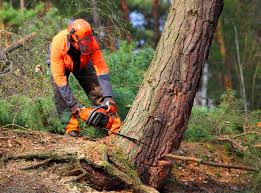 How Our Tree Care Process Works  in  Johnsonville, SC