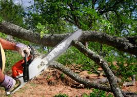 Best Tree Trimming and Pruning  in Johnsonville, SC