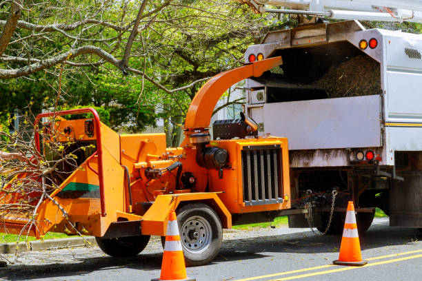 Best Leaf Removal  in Johnsonville, SC