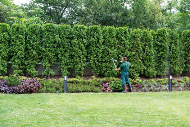 Best Hedge Trimming  in Johnsonville, SC