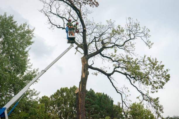 Best Tree Health Inspection  in Johnsonville, SC